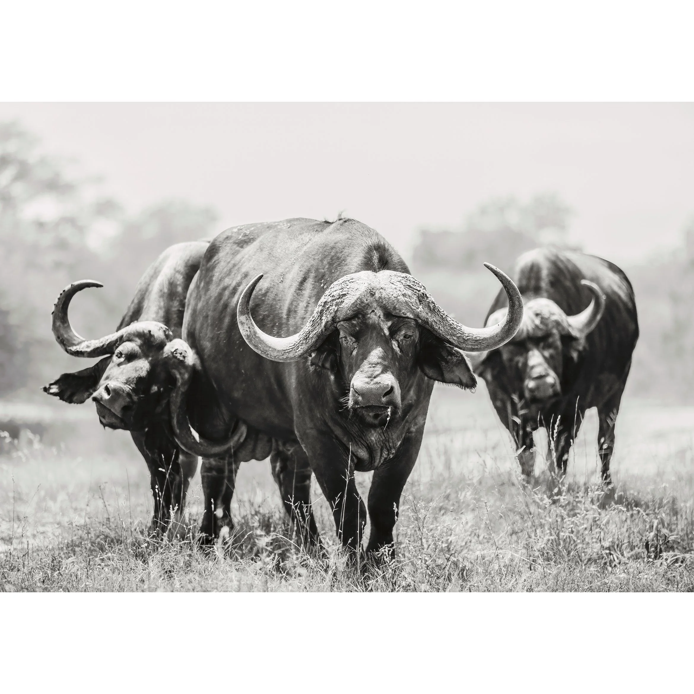 Black & White — Fine Art Wildlife Prints for Your Home — Caitlin